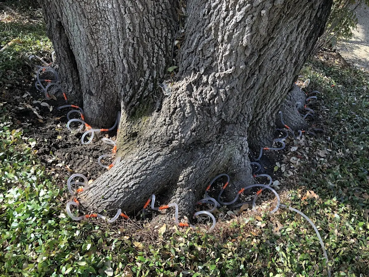 Detailed Tree Cabling and Bracing job site in Weldon