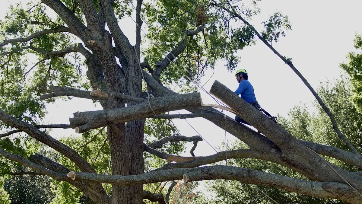 Professional Hazardous Tree Removal performed by certified arborists in Weldon